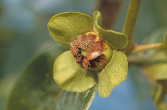 灰色かび病のカキの実1