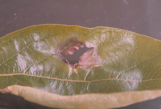 灰色かび病のカキの葉