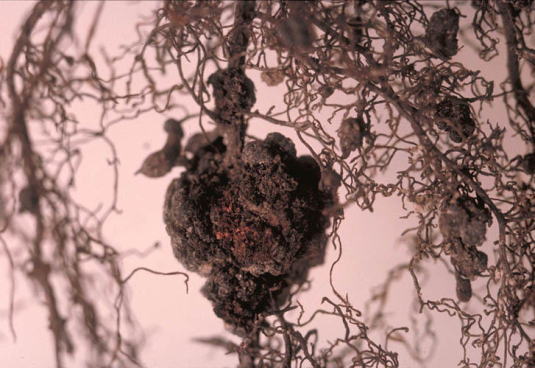 根頭がんしゅ病のカキの根