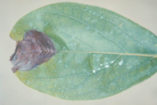 褐斑病のカキの葉