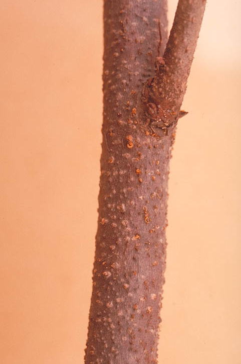 胴枯病のカキの枝