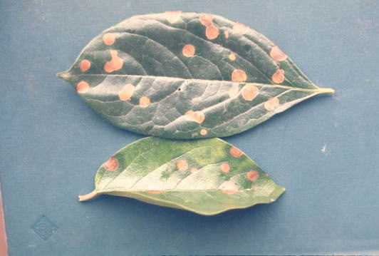 葉枯病のカキの葉