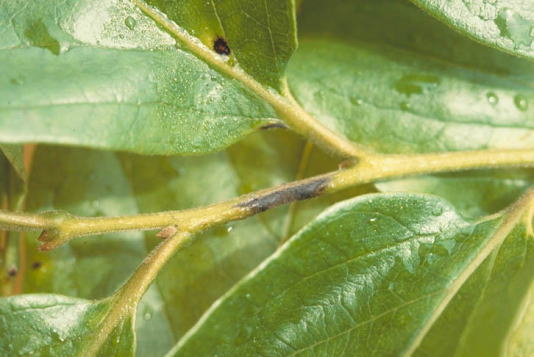 黒星病のカキの葉2