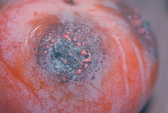 炭そ病のカキの実