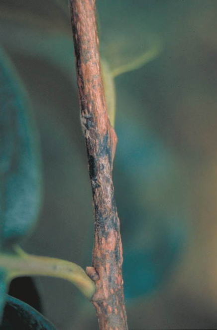炭そ病のカキの枝