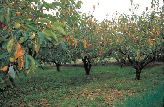 円星落葉病のカキの葉1