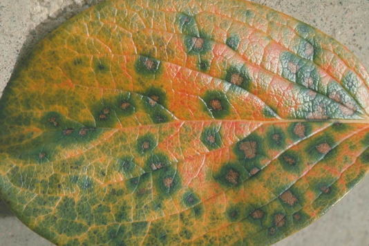 円星落葉病のカキの葉2