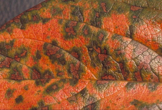 円星落葉病のカキの葉3