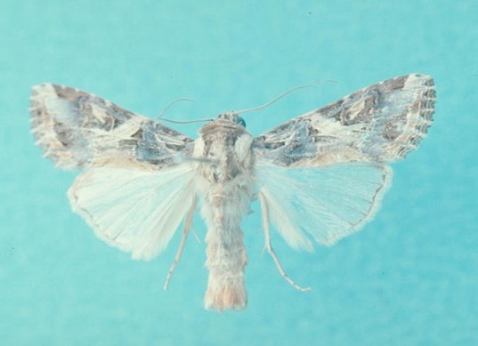 ハスモンヨトウ