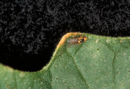 マメハモグリバエ1