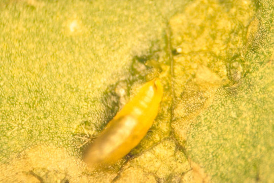 マメハモグリバエ2