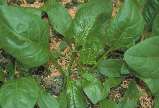 ミナミキイロアザミウマ