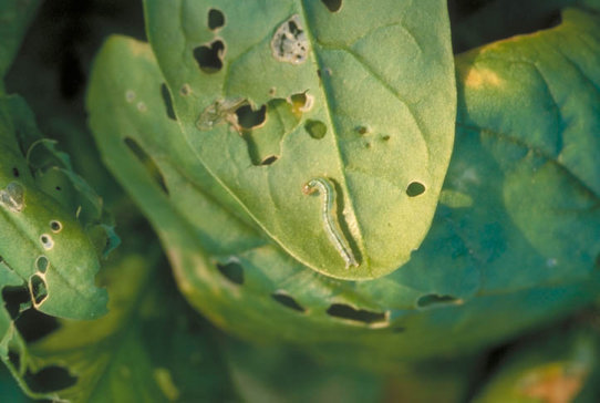 シロオビノメイガ