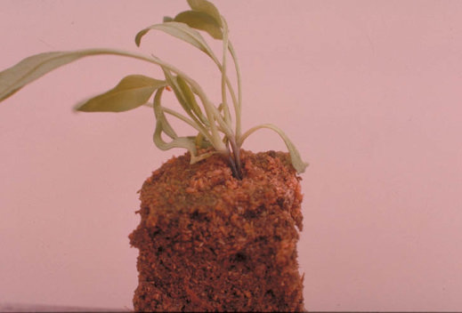 立枯病のホウレンソウの苗