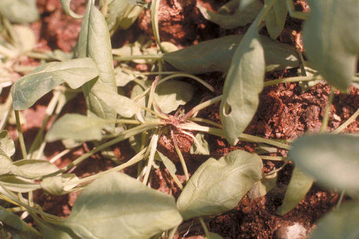 株腐病のホウレンソウの株
