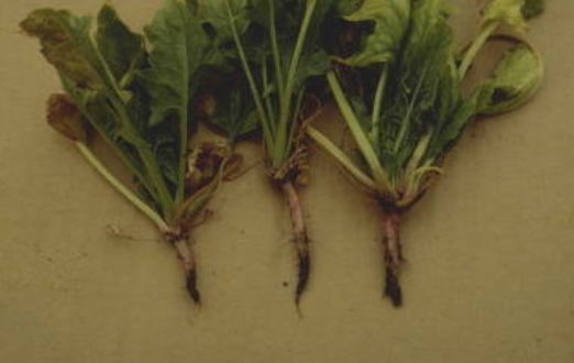 萎凋病のホウレンソウの根1