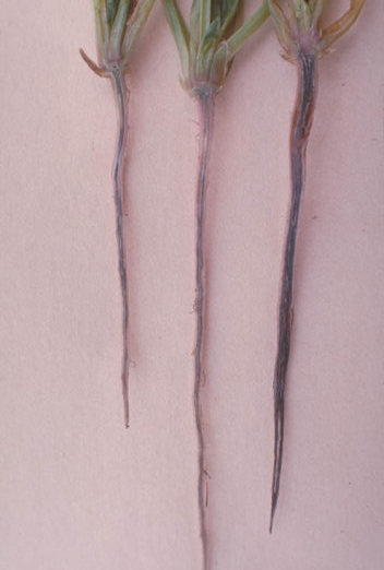 萎凋病のホウレンソウの根2