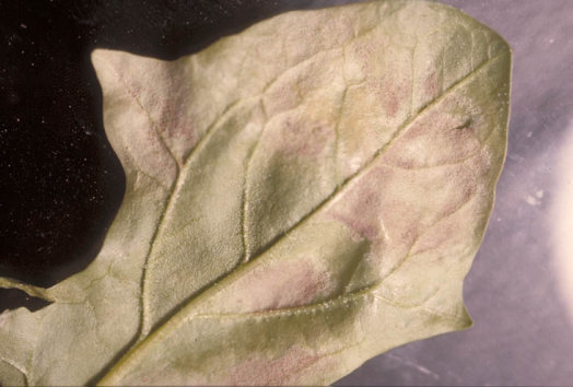 べと病のホウレンソウの葉1