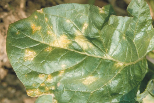 べと病のホウレンソウの葉2