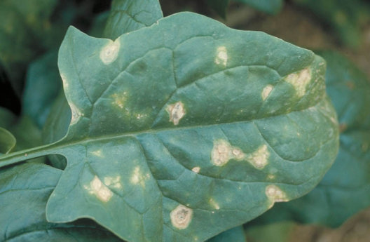 炭そ病のホウレンソウの葉