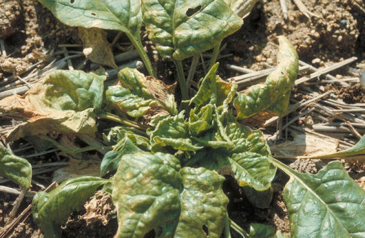 ウイルス病のホウレンソウの葉