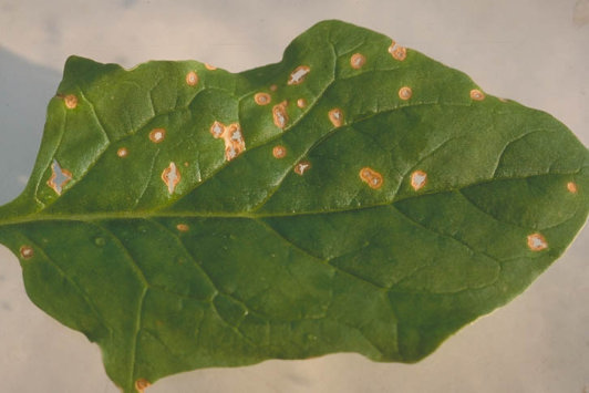 斑点病のホウレンソウの葉
