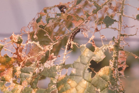 ハスモンヨトウ