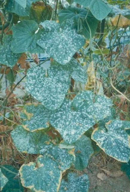 うどんこ病のキュウリの葉2