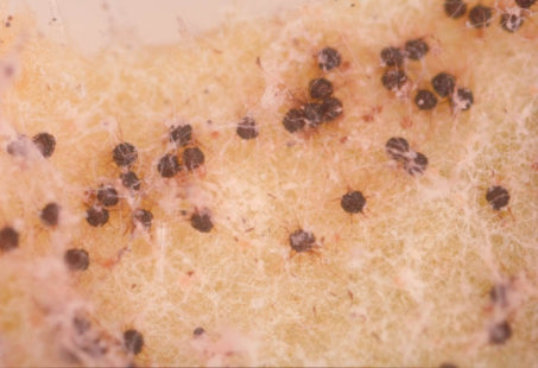 うどんこ病のキュウリの葉1