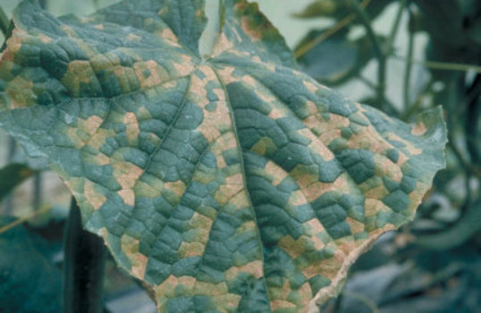 べと病のキュウリの葉