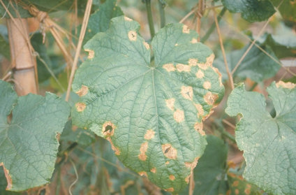 炭そ病のキュウリの葉