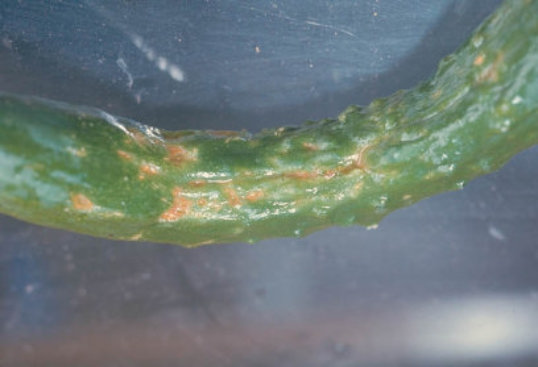 炭そ病のキュウリ