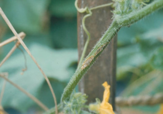 黒星病のキュウリの茎