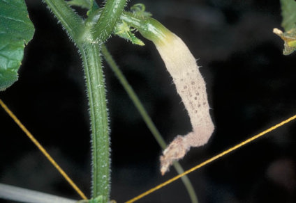 灰色かび病のキュウリ