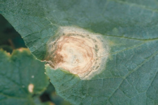 灰色かび病のキュウリの葉