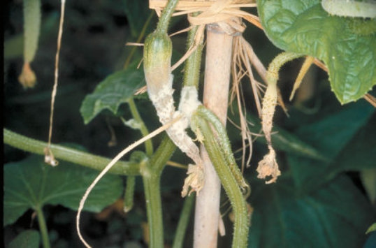 菌核病のキュウリ