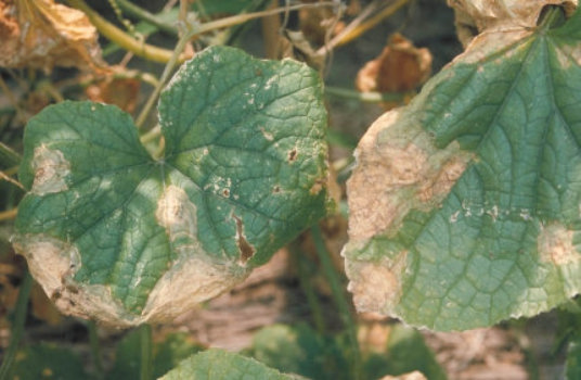 疫病のキュウリの葉