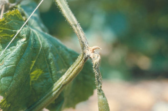 疫病のキュウリ