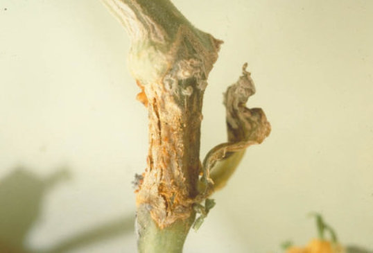 つる枯病のキュウリの茎