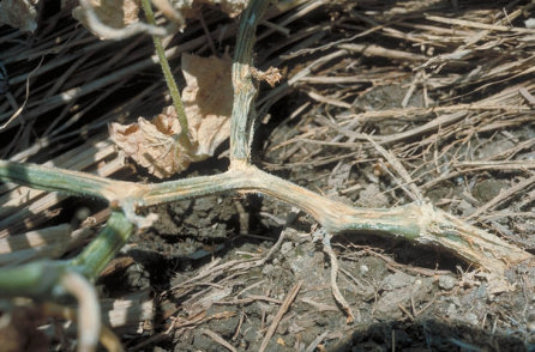 つる割病のキュウリの茎2