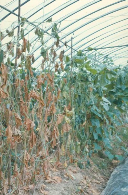 つる割病のキュウリの葉