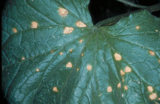 斑点細菌病のキュウリの葉