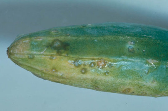 斑点細菌病のキュウリ