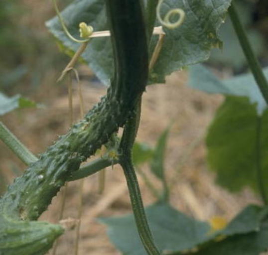 黒星病のキュウリ