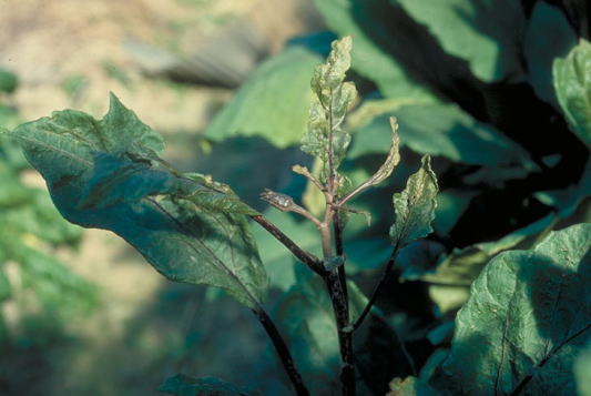 チャノホコリダニ