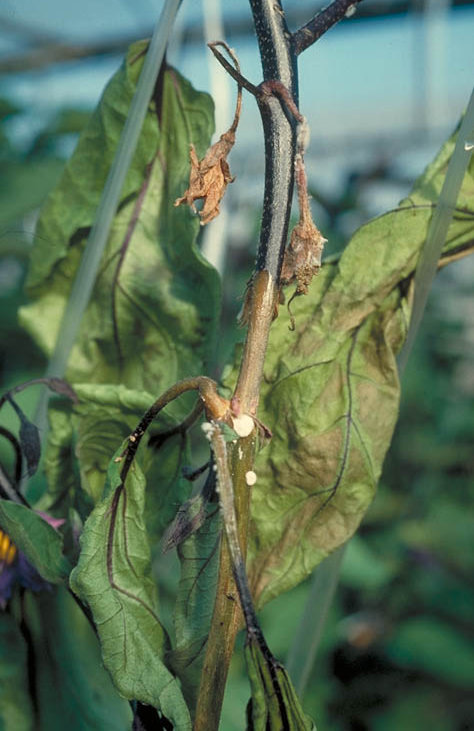 菌核病のナスの茎