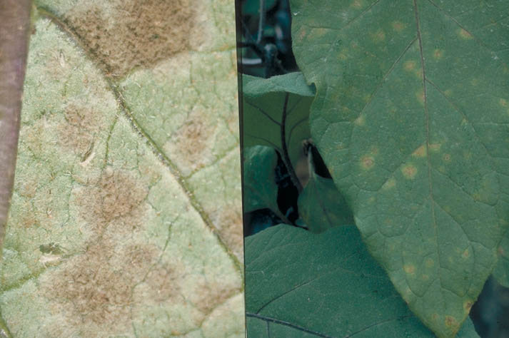 すすかび病のナスの葉