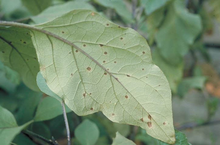 黒枯病のナスの葉