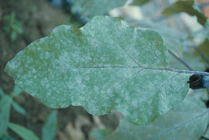 うどんこ病のナスの葉