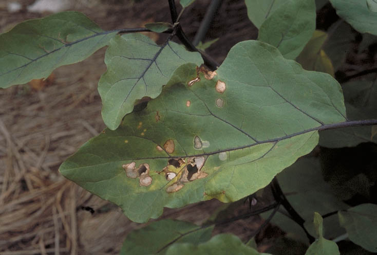 褐色斑点病のナスの葉